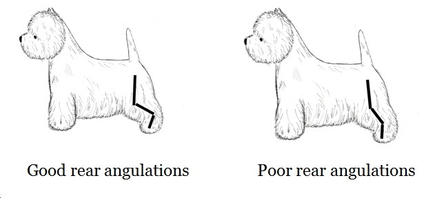 Angulations Angulations