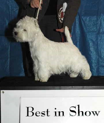 BEST DOG  and  BIS - Roxholm River Spirit