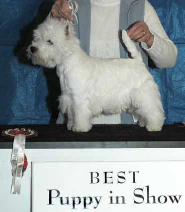 BEST PUPPY -Lindenka Delta