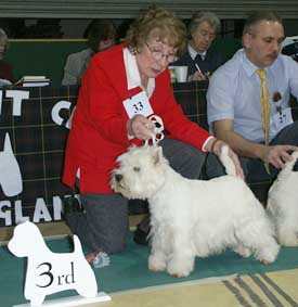 Bellevue Foxtrot with Angilgate