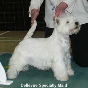 Bellevue Specially Maid