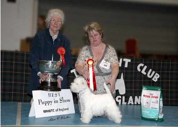 Best Puppy in Show - Gilbri Spannish Rose