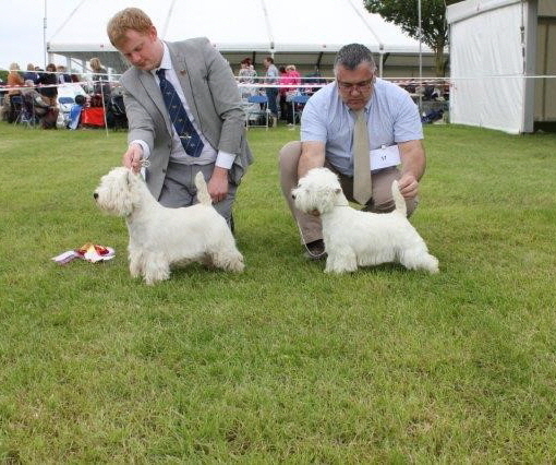 Best Puppy in Show Challenge