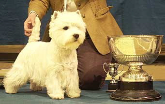 Best Puppy in Show1