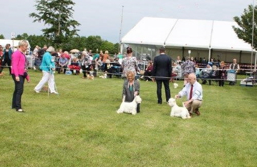 Best in Show Challenge