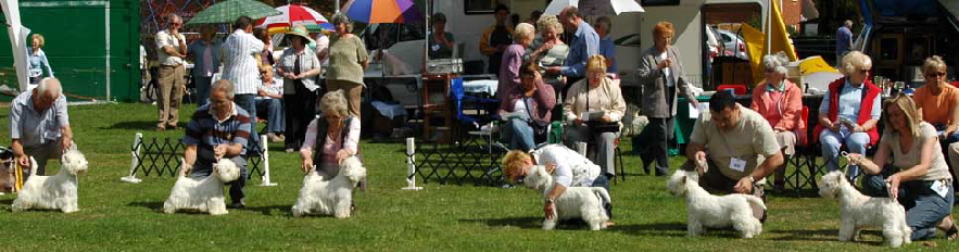 BestDogChallenge2
