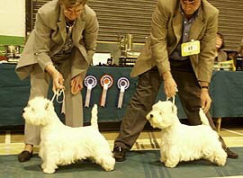 CC  Dogs  +    Res CC