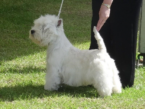 CH LINDENKA CHESTERMAN