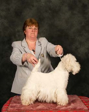 CHAMPION BELLEVUE TOWN FLIRT AT GILBRI