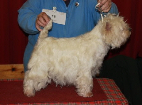 CRINAN CELTIC STAR