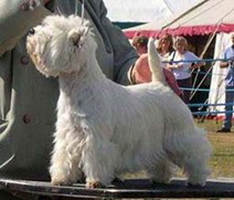 Ch Ashgate Iolaire of Lamsmore