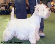 Ch Ashgate Saucher At Kristajen