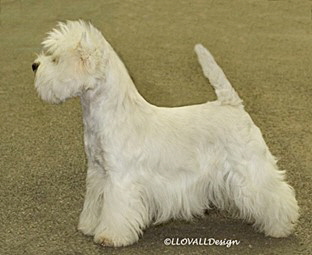 Ch Wistonant Royal Ruby at Gilbri