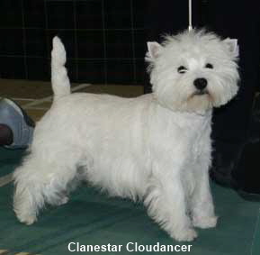 Clanestar Cloud Dancer