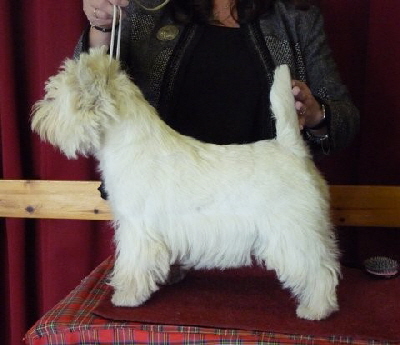 DAVOT CHIEF WHIP ATELIB1
