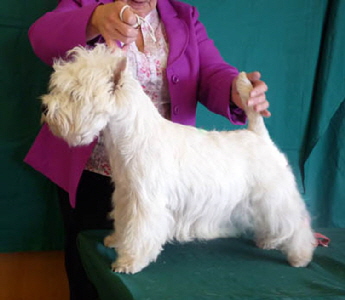 DUSKHUNTER SPECIAL TREAT AT FERNLAIR
