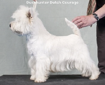Duskhunter Dutch Courage1