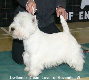 Dwilencia Dream Lover of Rozamie