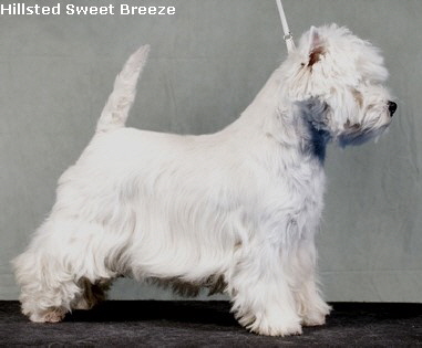 Hillsted Sweet Breeze1