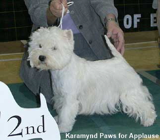 Karamynd Paws For Applause1