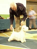 Kimgarwyn Apollo