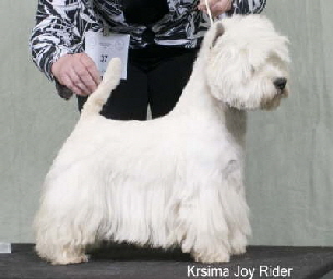 Krisma Joyrider2