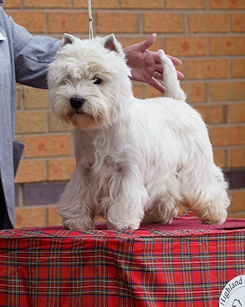 Limit Dog Winner (6) - Show 1 & 2