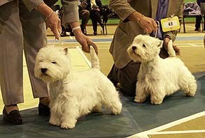 Lindenka Brannigan & Ch Newtonglen Covenater Of Rozamie