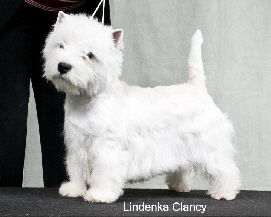 Lindenka Clancy1