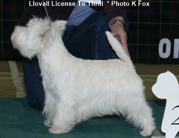 Llovall Licence To Thrill