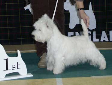 Llovall License To Thrill2