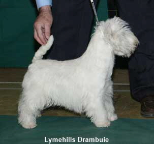 Lymehills Drambuie