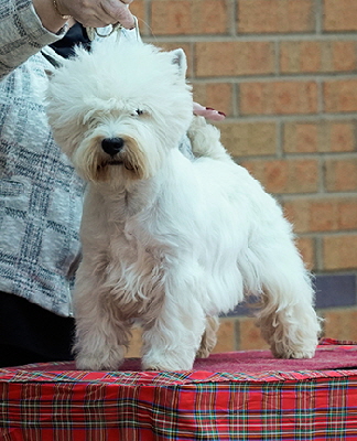 Open Dog, RDCC Winner (36) - Show 1 - Open Dog, DCC, BOS Winner (34) - Show 2