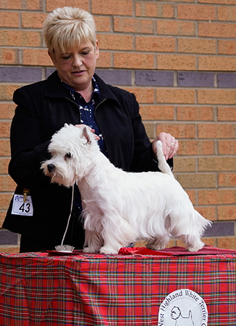 Post Graduate Dog Winner (43 & 40) - Show 1 & 2