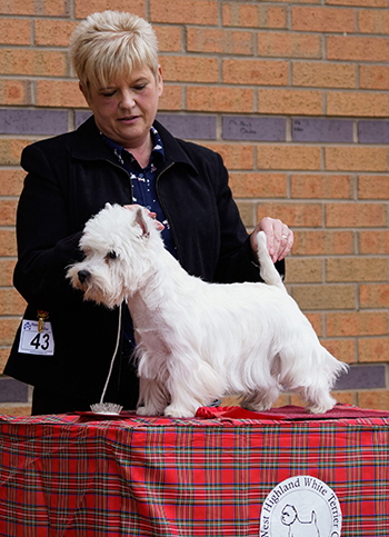 Post Graduate Dog Winner (43 & 40) - Show 1 & 2
