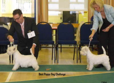 Puppy Dog Challenge