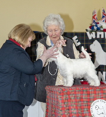 Puppy Walk - Inverglen November Knight