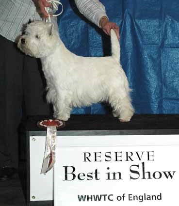 RES BEST Dog Aand RES BIS  Kimgarwyn Crusader at Abercroft