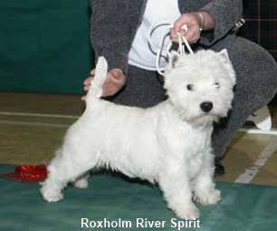 Roxholm Silver Spirit