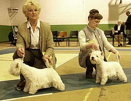 Royal Cartier Miss Elegant at Lesanthus & Juanne Gin'N'Soda