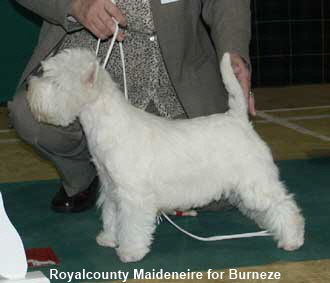 Royalcounty Maideneire for Burneze