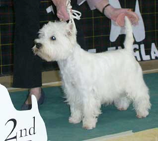 Treplevna Little Madam