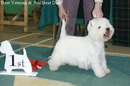 UK&Irish Ch Killynether Kavanagh