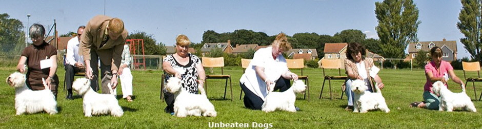 Unbeaten Dog