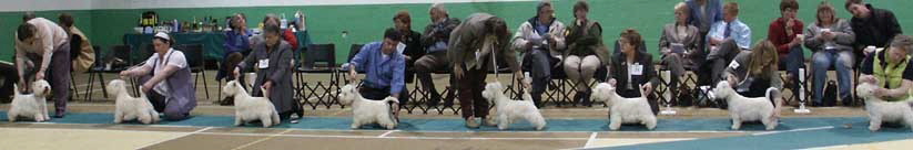 Unbeaten Dogs 3