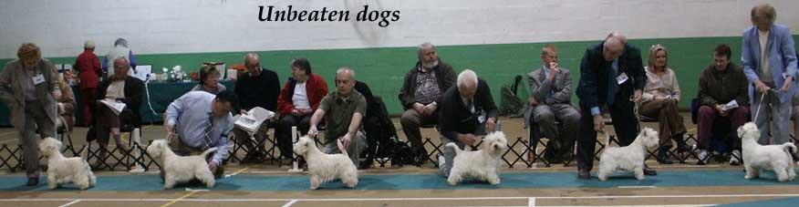 Unbeaten Dogs 4