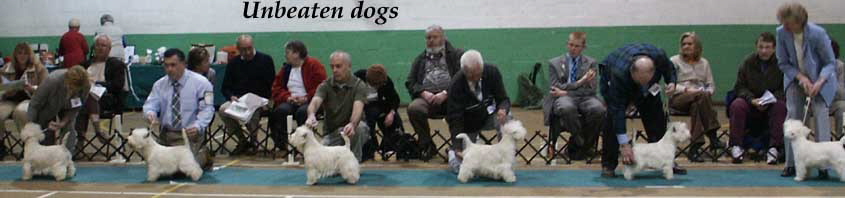 Unbeaten Dogs4