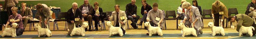 Unbeaten dogs2