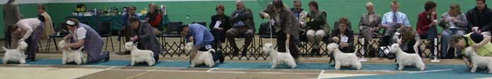Unbeaten dogs3