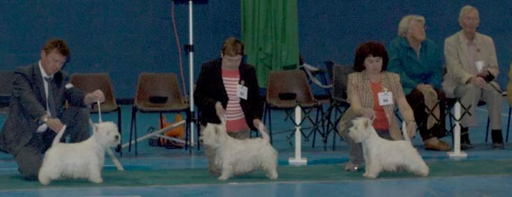 Unbeaten dogs6